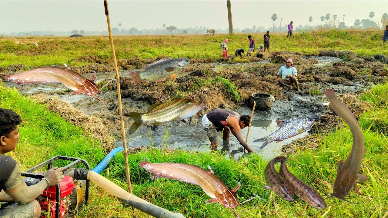 গ্রামে পুকুর মেরে কিভাবে মাছ ধরা হয় 😍|| How fish are caught by draining the pond in the village 😍||
