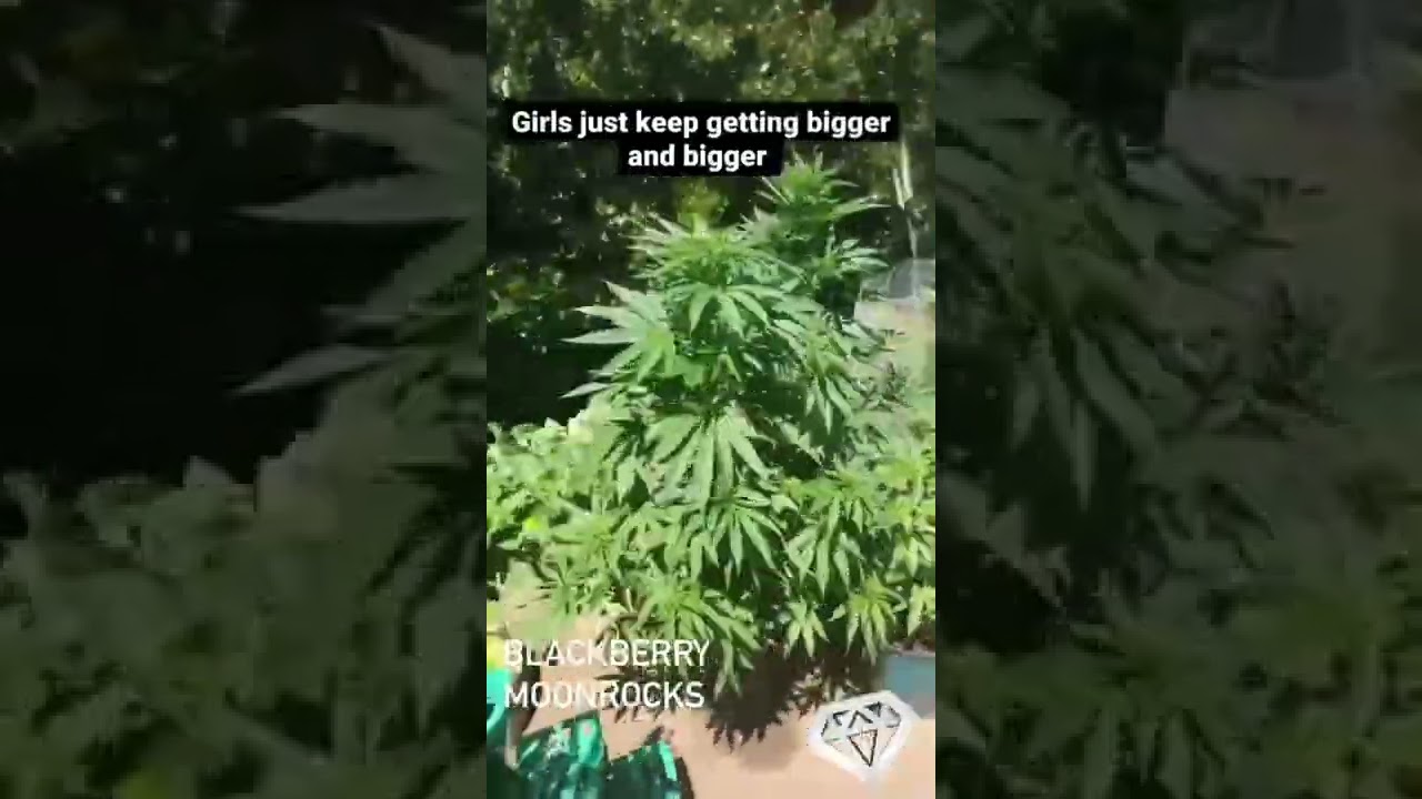 Blackberry Moonrocks outdoor grown by customer. #seeds #genetics #grow #marijuana