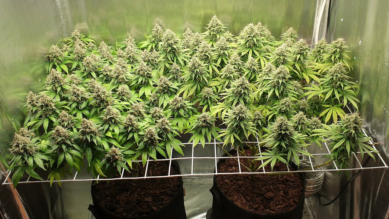Lemon Skunk - Green House Seeds - Lumatek Attis 200W - SCROG - TOPPING #lumatek #marihuana #konopie
