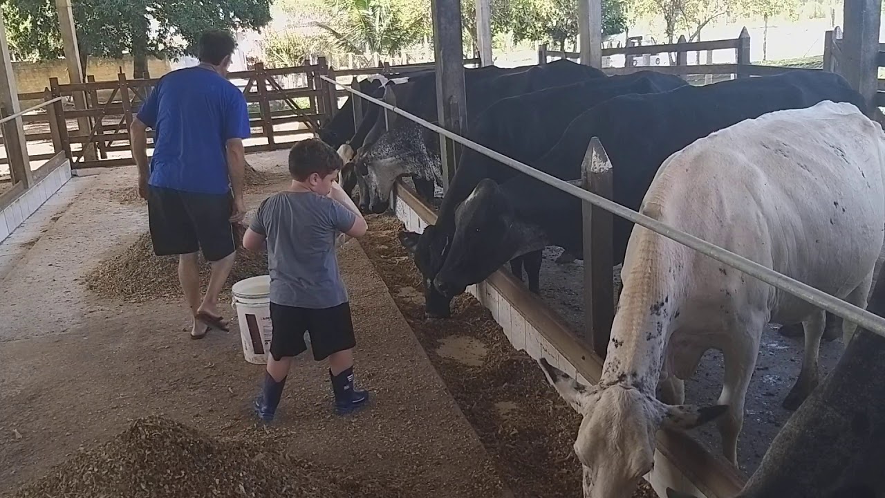 Miguel tratando das vacas