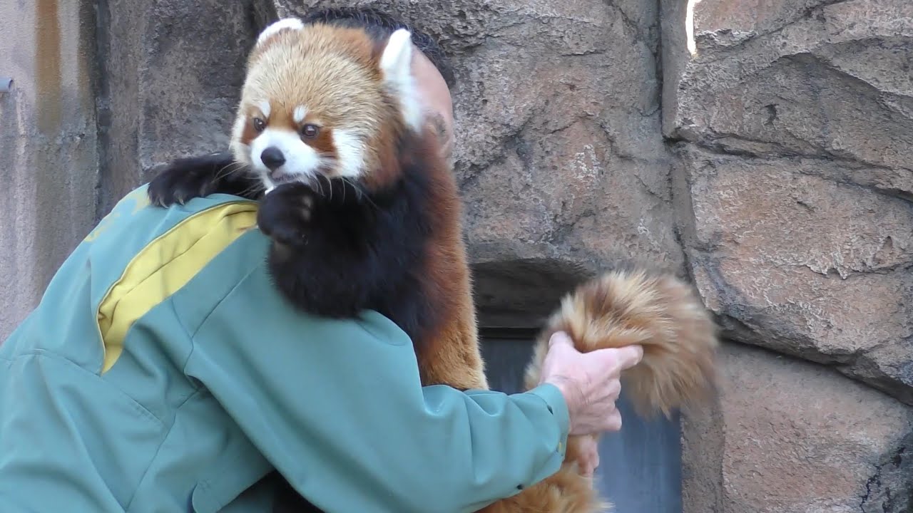 レッサーパンダ　ジャズくん　リンゴタイムです　【王子動物園】Red panda Jazz-kun Oji Zoo