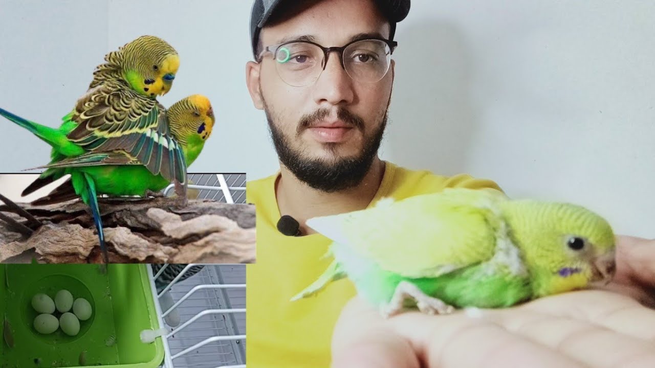 كل ما تحتاج معرفته لتنجح في إنتاج طيور البادجي بكل سهولة #كوكب_الطيور