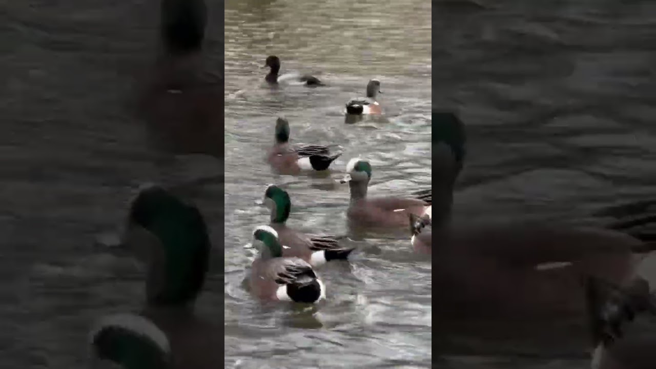 Real widgeon sounds