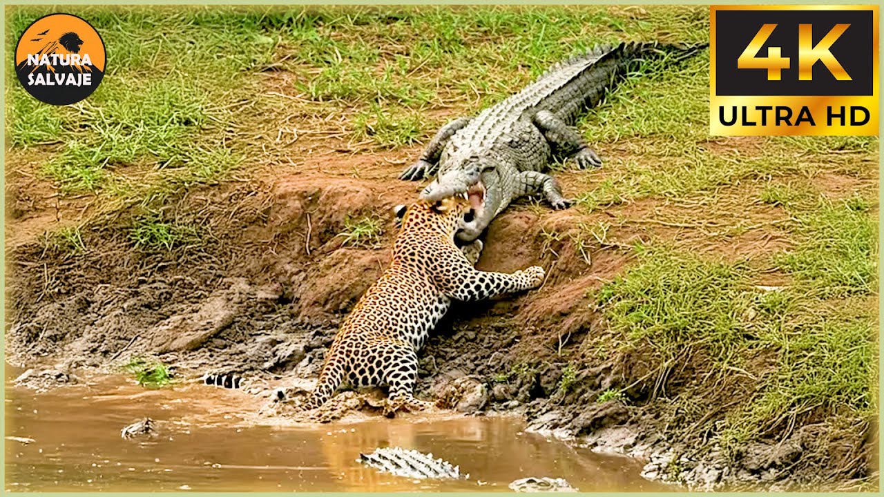 El Cocodrilo: &iexcl;Ataques Incre&iacute;bles Del Maestro Del Sigilo En Acci&oacute;n! | Documentales De Animales