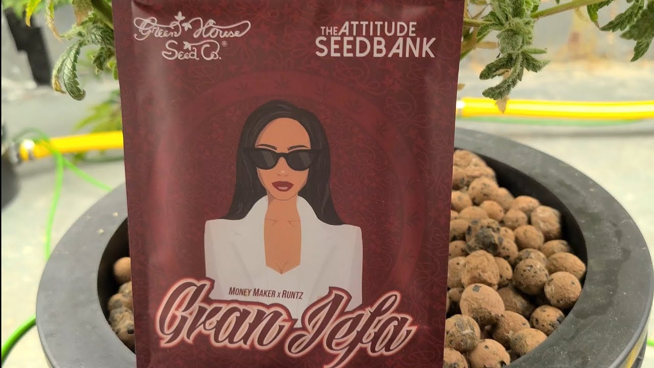 gran jefa Green house seeds and attitude seed bank collaboration.