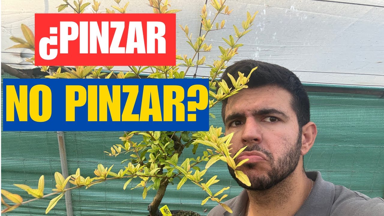 Pinzado en bonsái: ¿Cuándo sí y cuándo no?