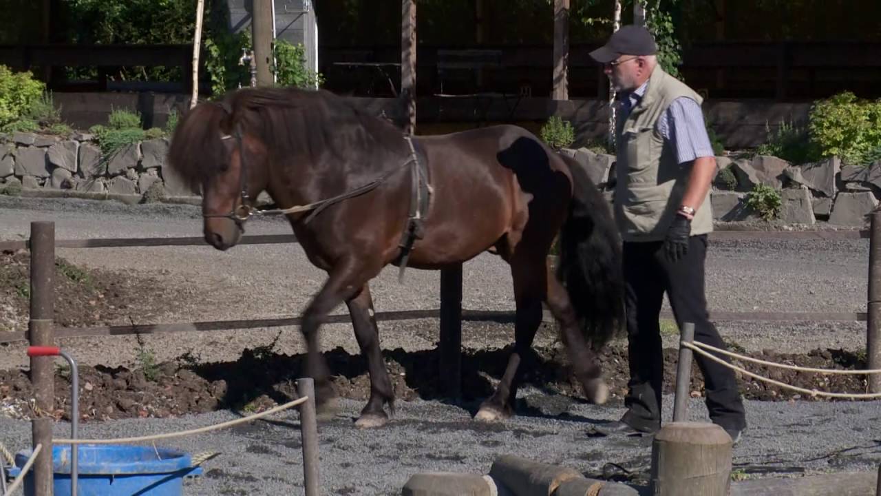 Wassertrainer/Aquatrainer und Gangpferde