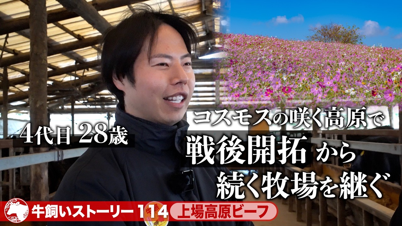 【鹿児島：上場高原ビーフ】コスモスの咲く高原の戦後から続く牧場で育てる「上場高原ビーフ」《牛旅wasabee 牛飼いストーリー114》