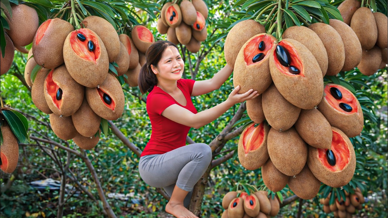 Harvesting rare US red sapodillas & go to market sell | Most Profitable Tropical Fruit in Market