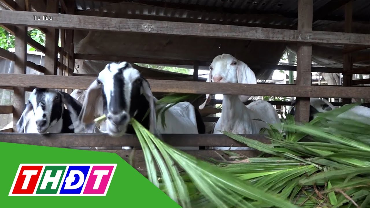 Giá dê thịt tăng | THDT
