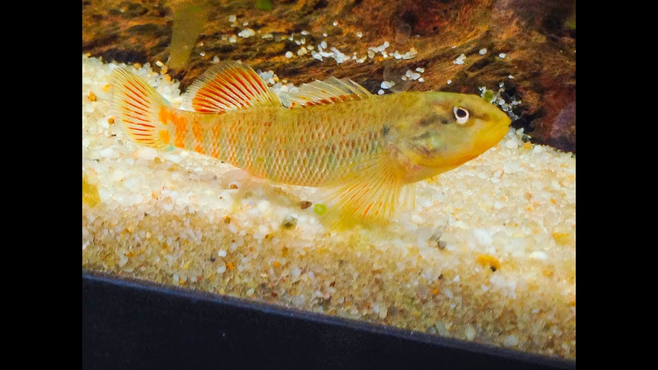 Native Fish Care: Rainbow Darter