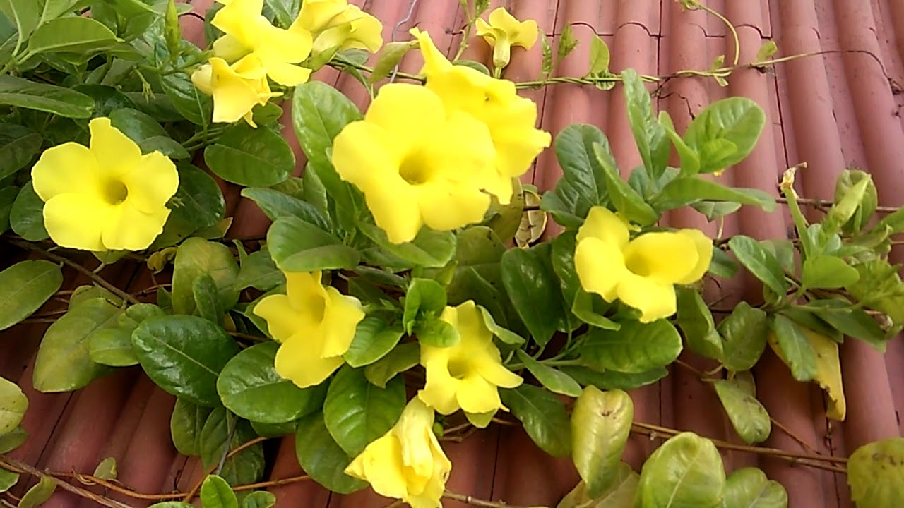 How to Grow Allamanda Plant - Golden Trumpet Vine With Care Tips