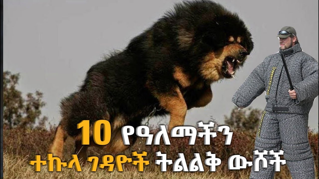 10  የአለማችን አደገኛ ትልልቅ የሆኑ ግዙፋ ውሻዎች|Top 10 world biggest dog in the world