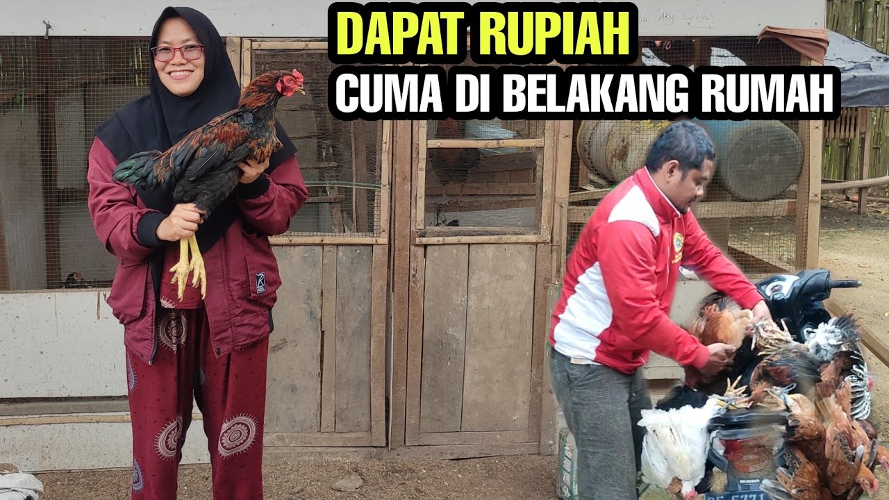 PETERNAK PEREMPUAN HEBAT HASILNYA BERLIPAT-LIPAT💯