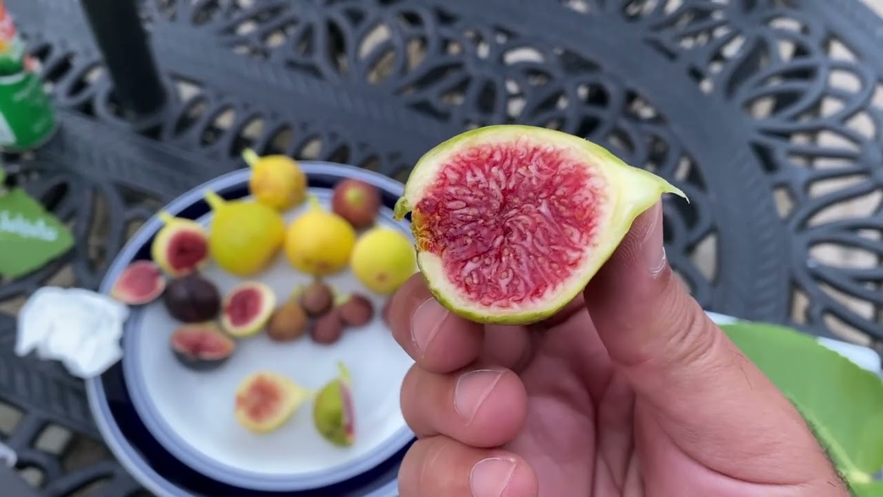 تين الجنة البرونزي Paradiso Bronze Fig 8-31-2022