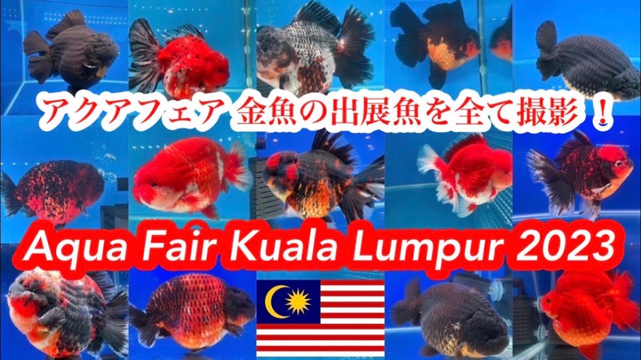 【アクアフェア 金魚の出展魚を全て撮影 ！】Aqua Fair Kuala Lumpur 2023🇲🇾 アクアフェア・クアラルンプール 2023