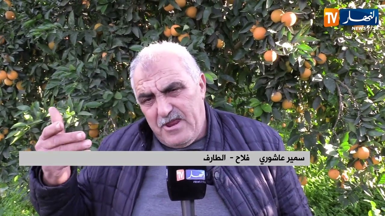 الطارف : منتوج وفير في البرتقال يقابله غياب المصانع التحويلية