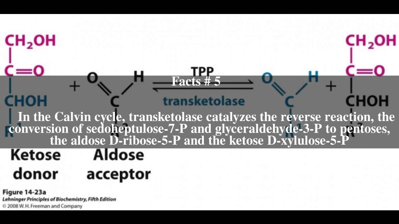 Transketolase Top # 10 Facts