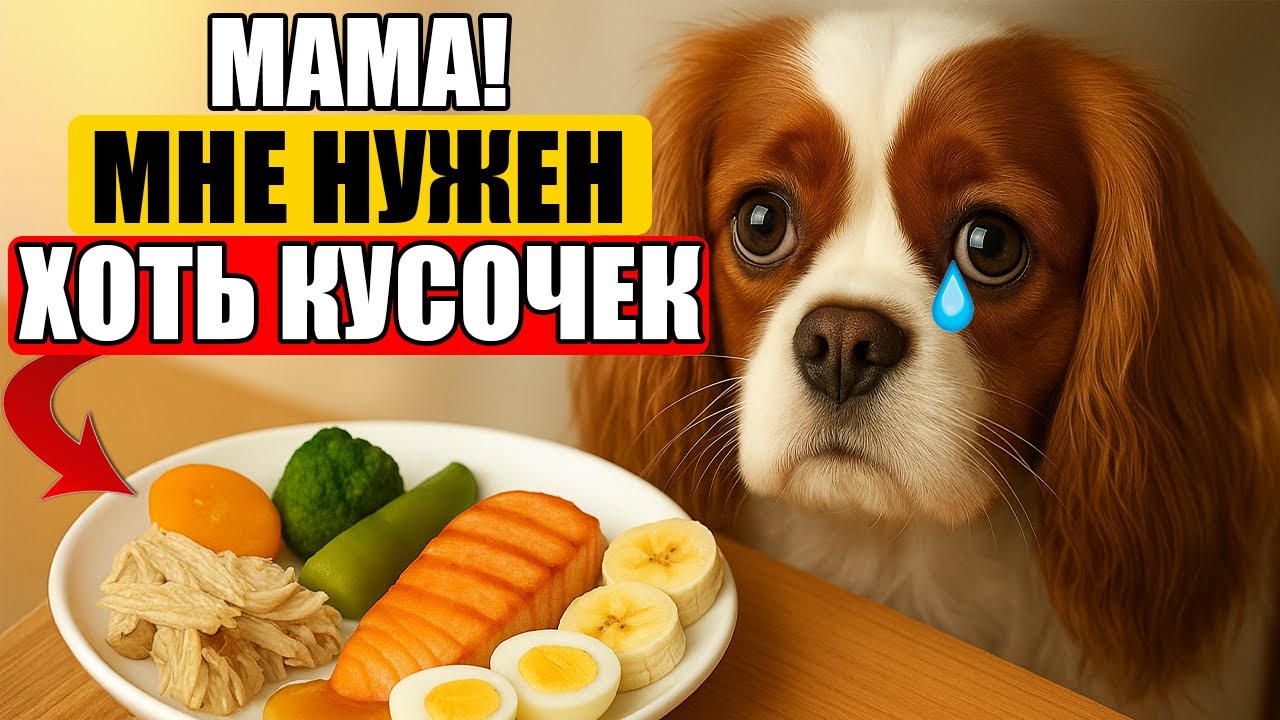 15 ПРОДУКТОВ с Вашего Стола, которые ОБЯЗАН дать Собаке!