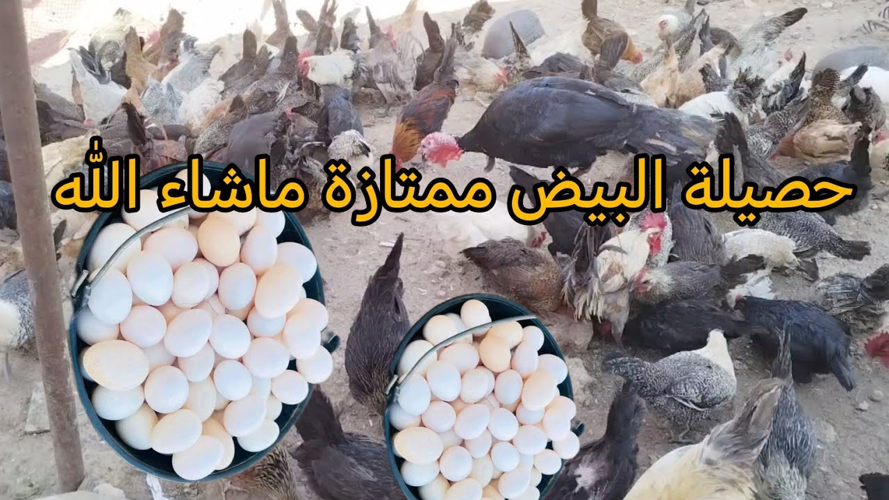 مشروع دجاج يغنيك من الفقر الى الثراء حصيله البيض ل 100 دجاجه