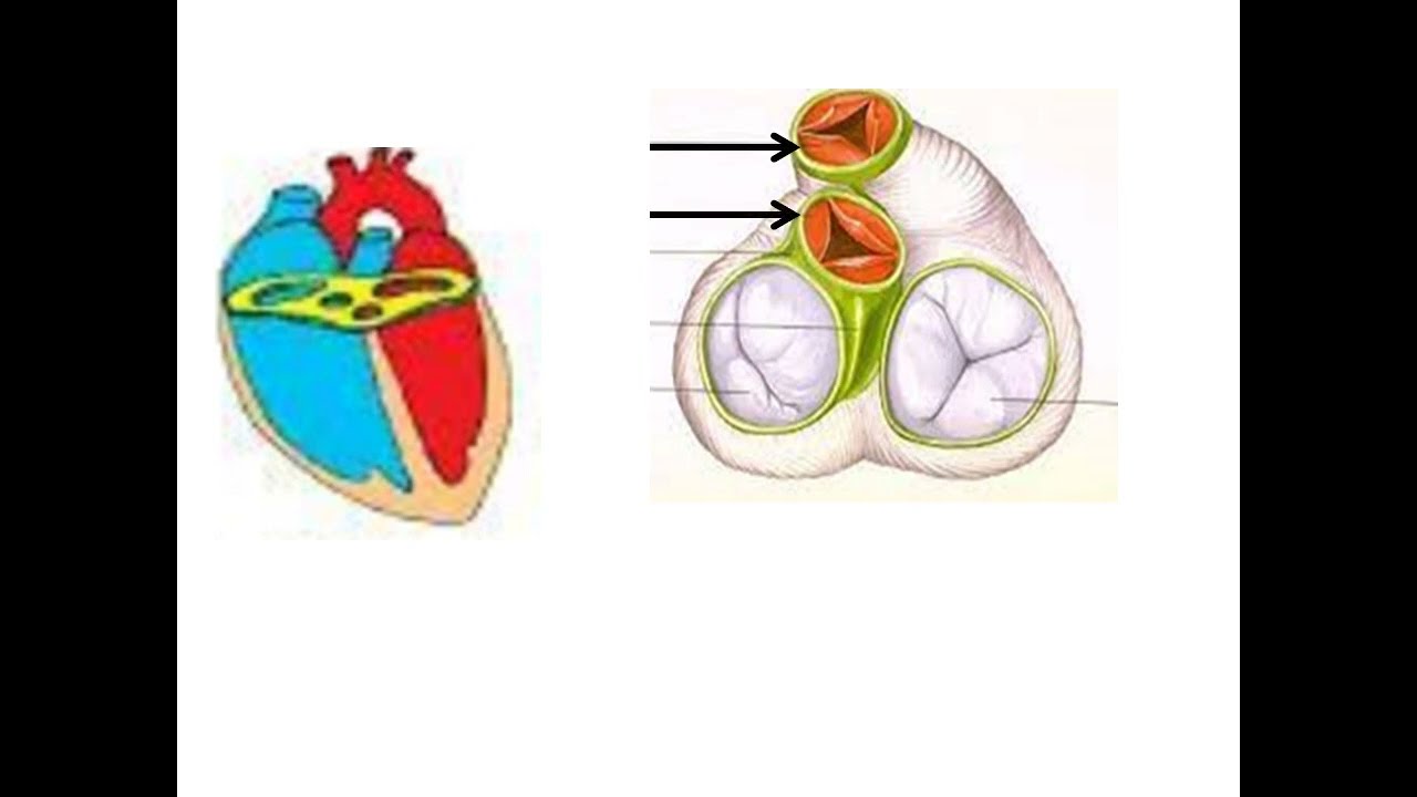 le squelette fibreux du c&oelig;ur  (les anneaux fibreux + trigones fibreux) explication simple et facile
