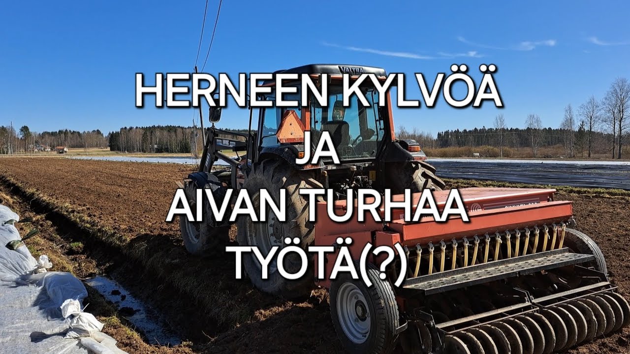 Herneen kylvöä ja aivan turhaa työtä (?)