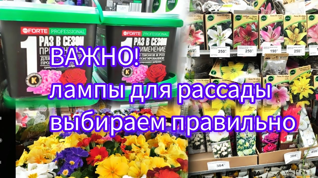 Саженцы , посмотреть ,поплакать ,но не брать .Нужен перец Хаски .В Лемана Про.