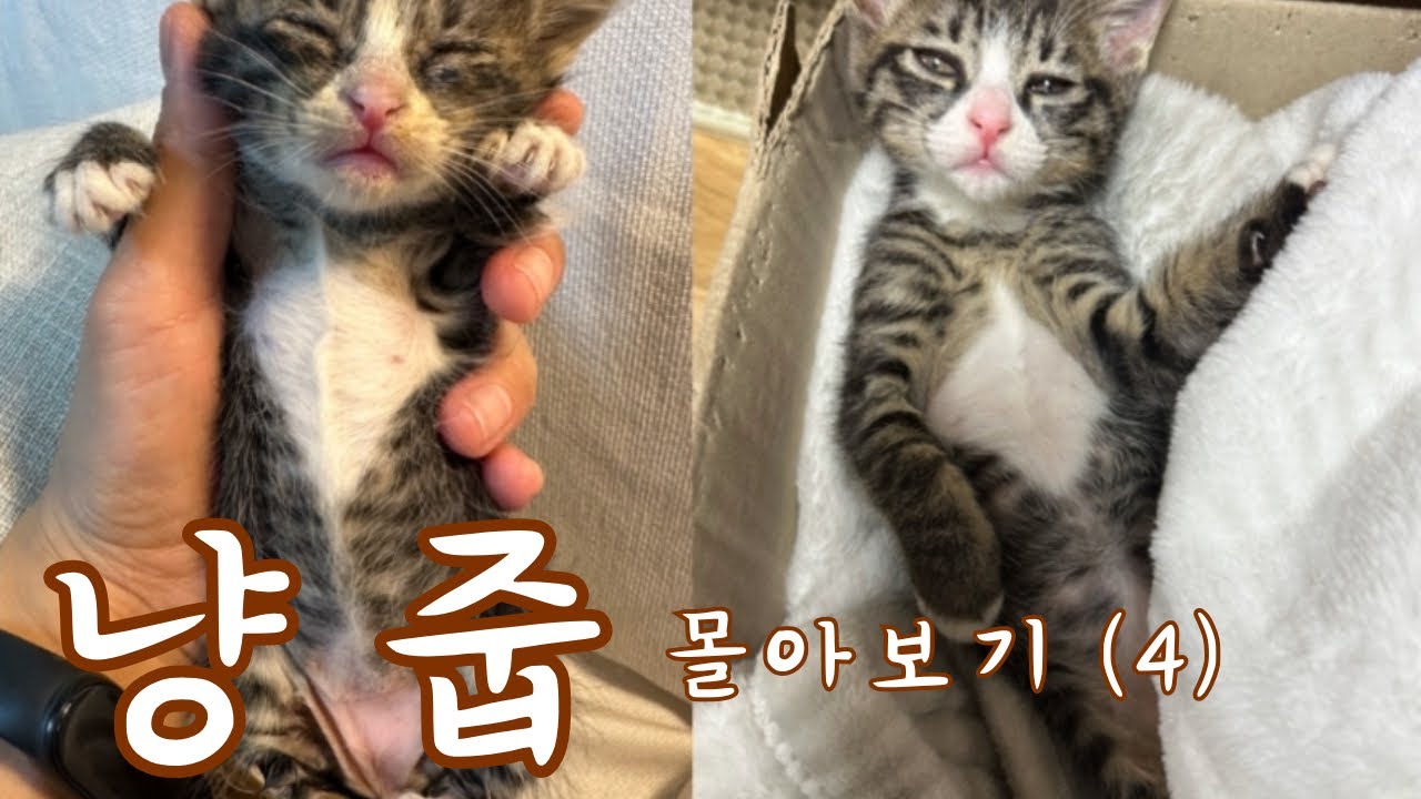 많이 아팠던 고양이가 이렇게 건강해졌어요