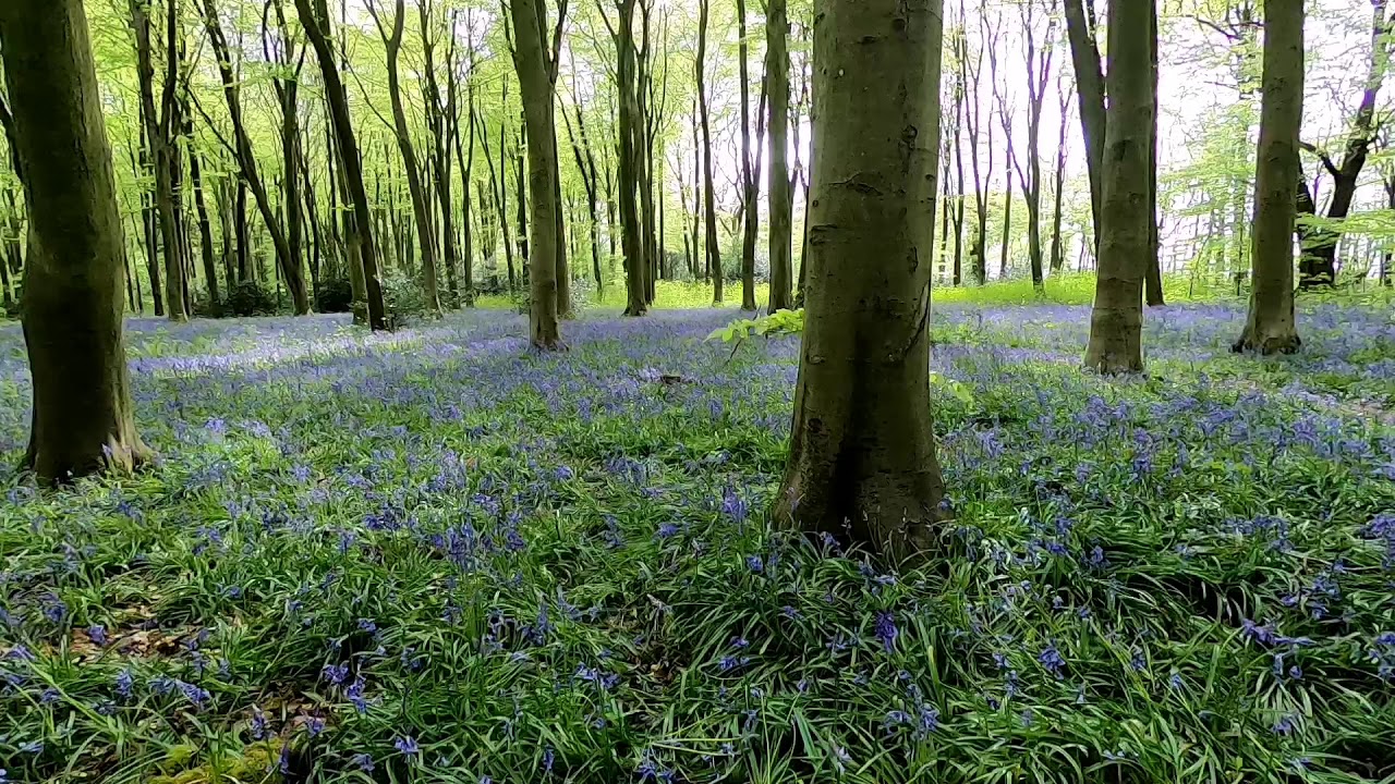 Bluebells in Micheldever woods