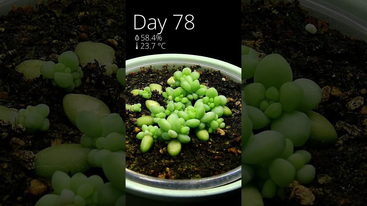 This I how I grew a burro's tail from leaves in #timelapse