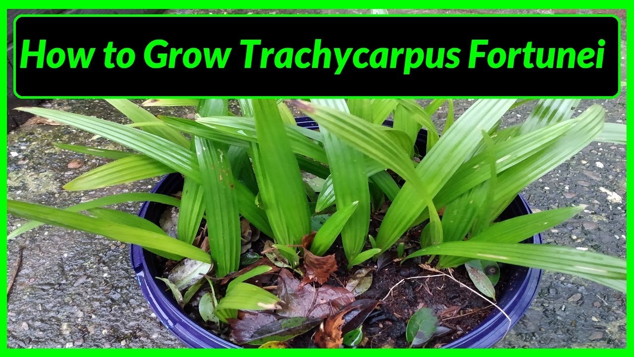 How to Grow Trachycarpus Fortunei Palm Trees in UK