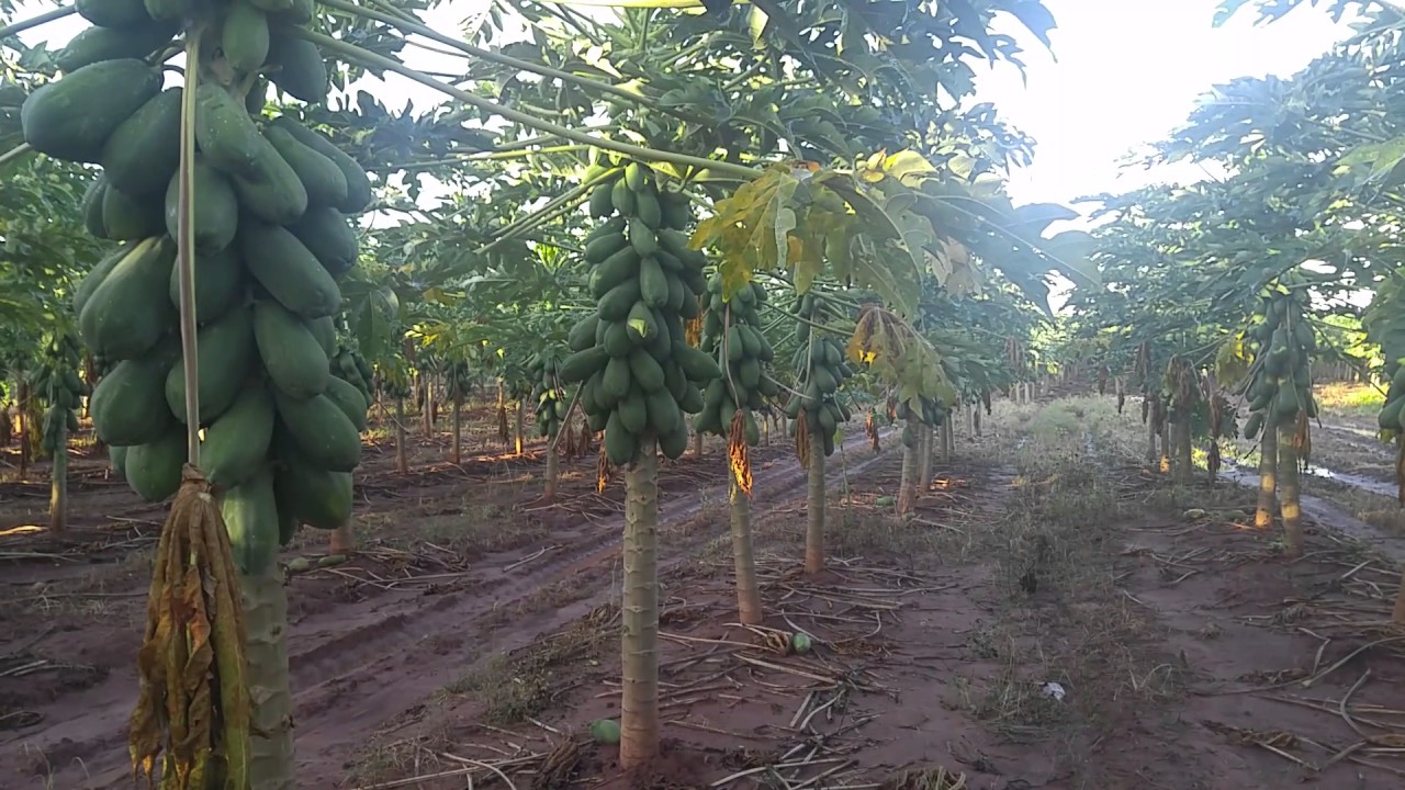 MAMÃO FORMOSA COMO DEVE PLANTAR E QUAL ADUBAÇÃO DEVE  USAR #CultivodePlantas
