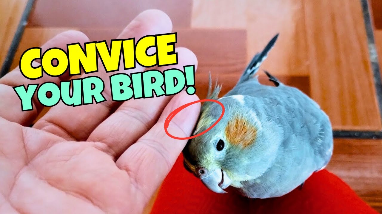 How to make your cockatiel NOT SCARED from your HANDS!