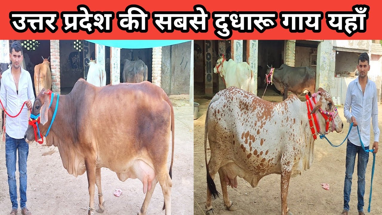 देखिए टाॅप साहीवाल व क्रास ब्रीड गाय व बछडी बिक्री के लिए उपलब्ध yash dairy farm mathura में #cow