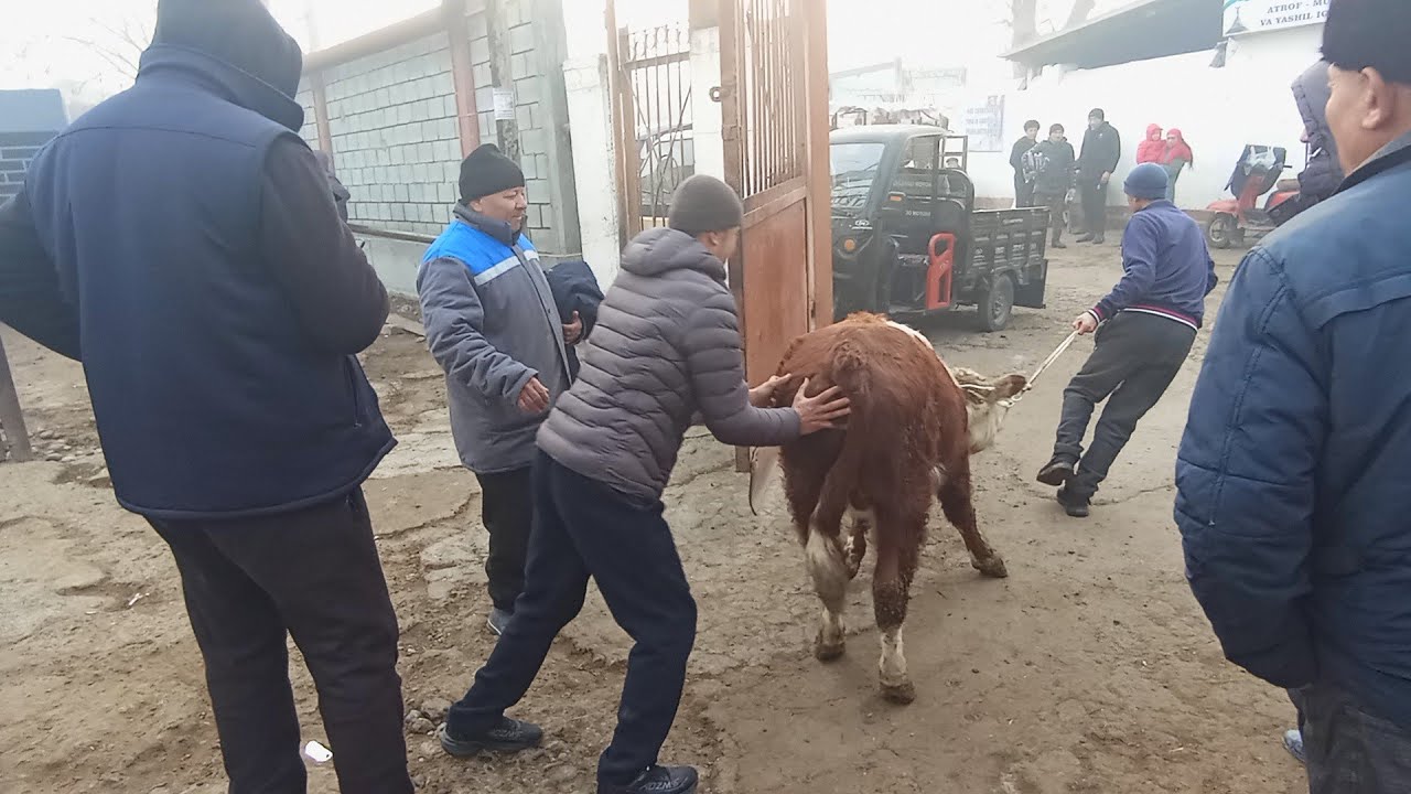 Qoqon mol bozori yosh buqalar narxlari 