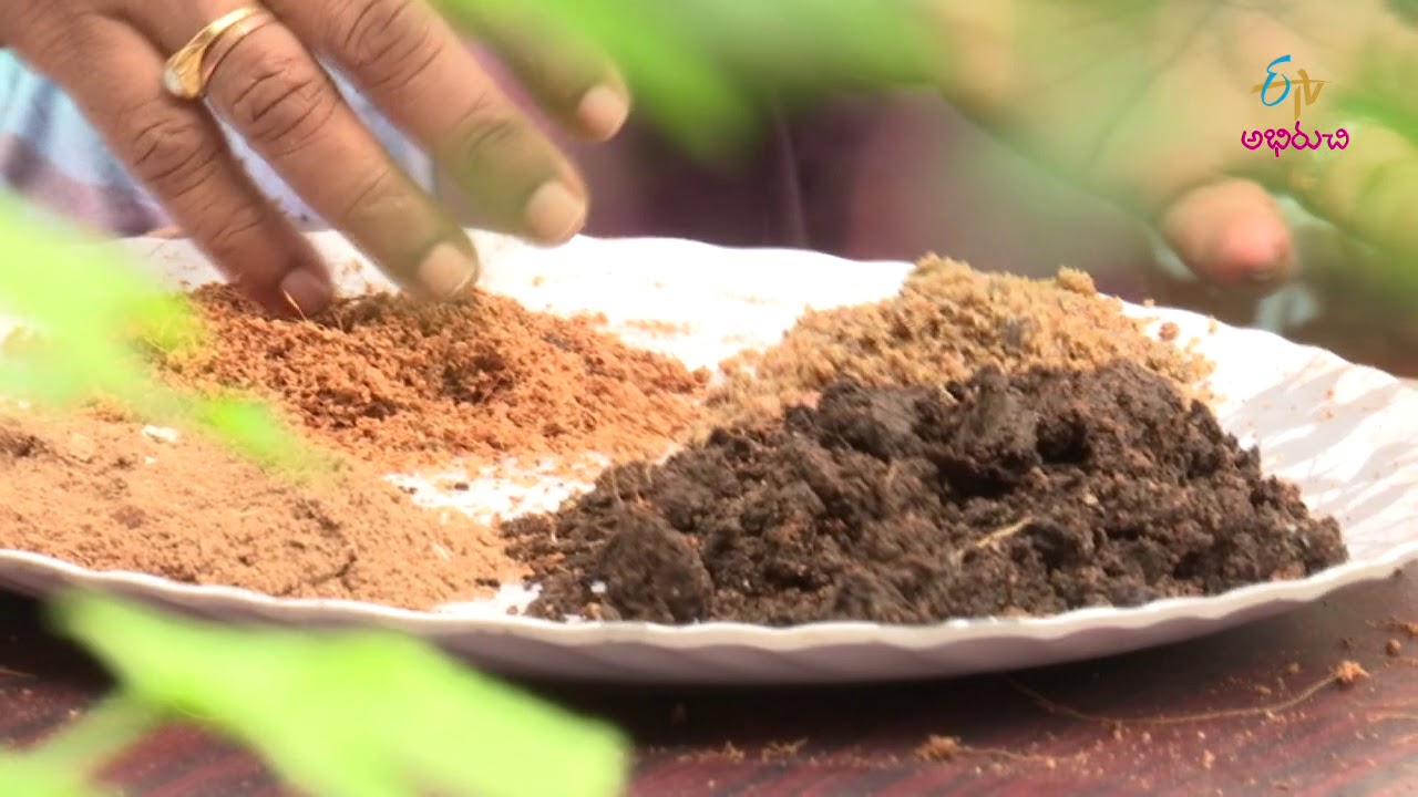 Kitchen Gardening | Perati Ruchulu | 12th October 2017 | Full Episode | ETV Abhiruchi