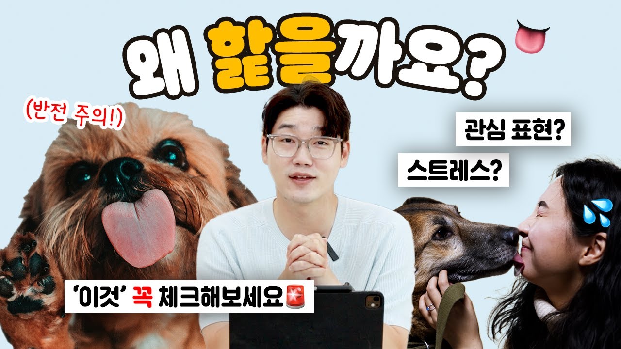 강아지가 너무 핥나요? 축축하지만 사랑입니다 ❤️💦  | 설채현 행동학 수의사