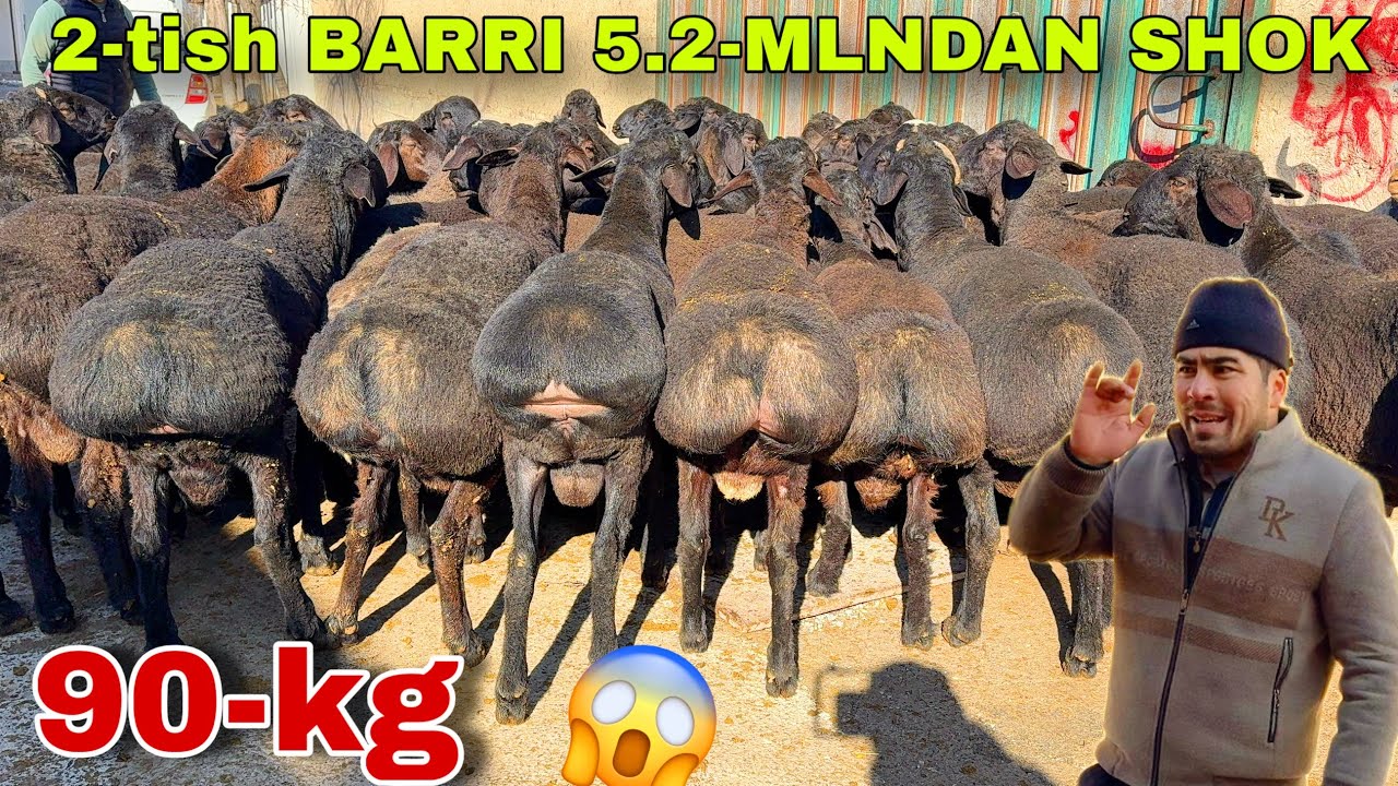 90KGli 2-TISH QO‘CHQORLAR 🔥 Botir Akada Baribir Eng Arzon Narx! 