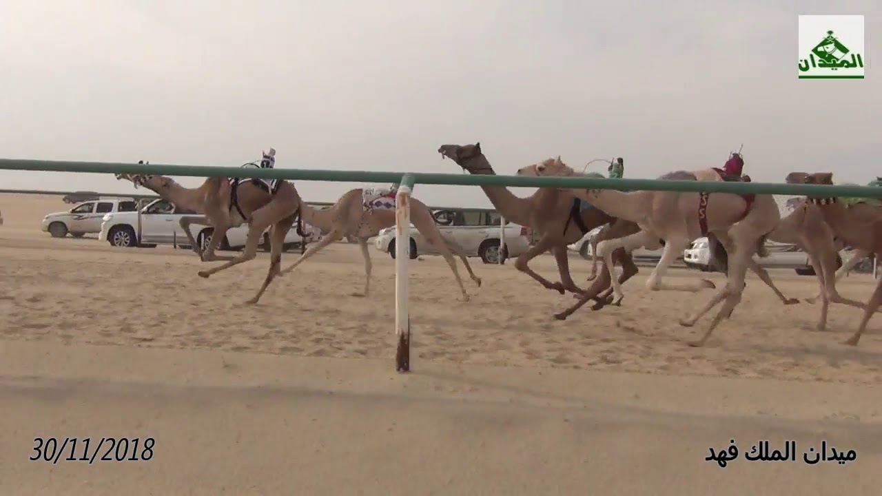 الشبلة / عبد الله ناصر الرملان