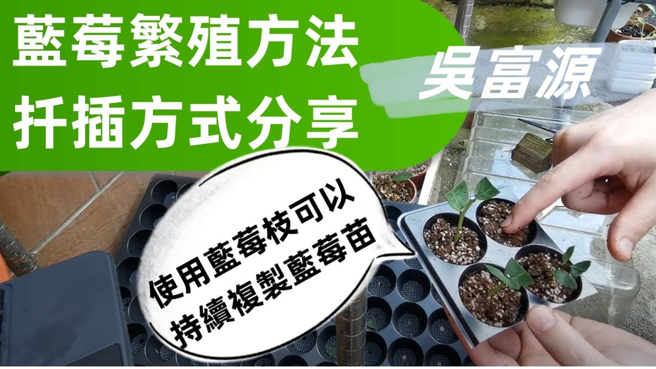 藍莓繁殖中的一種扦插方法，說明如何處理枝條以及扦插中需要注意的點，以及使用什麼介質去插比較好分享給您。