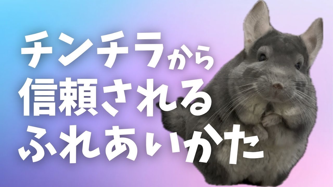 チンチラから信頼されるふれあい方 〜チンチラは触るものじゃない、感じるものだ！〜【触り方】【接し方】