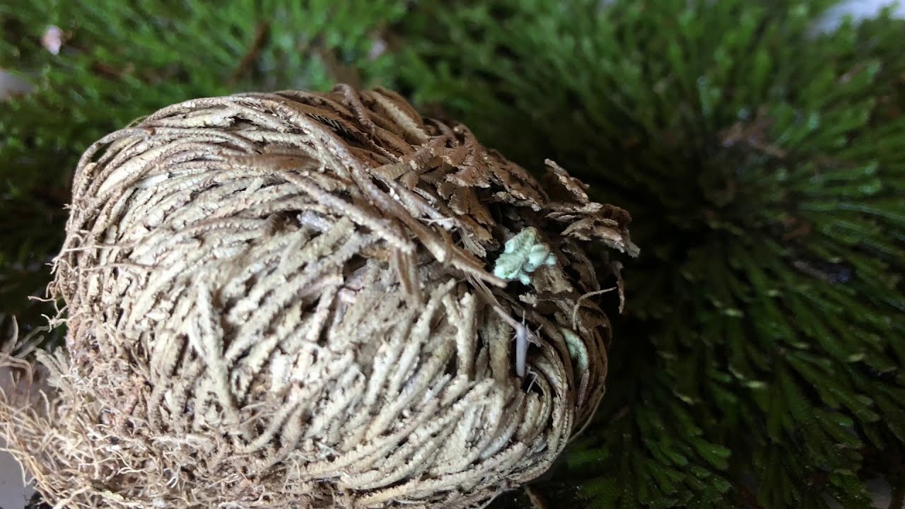 Como cuidar doradilla o rosa de jerico