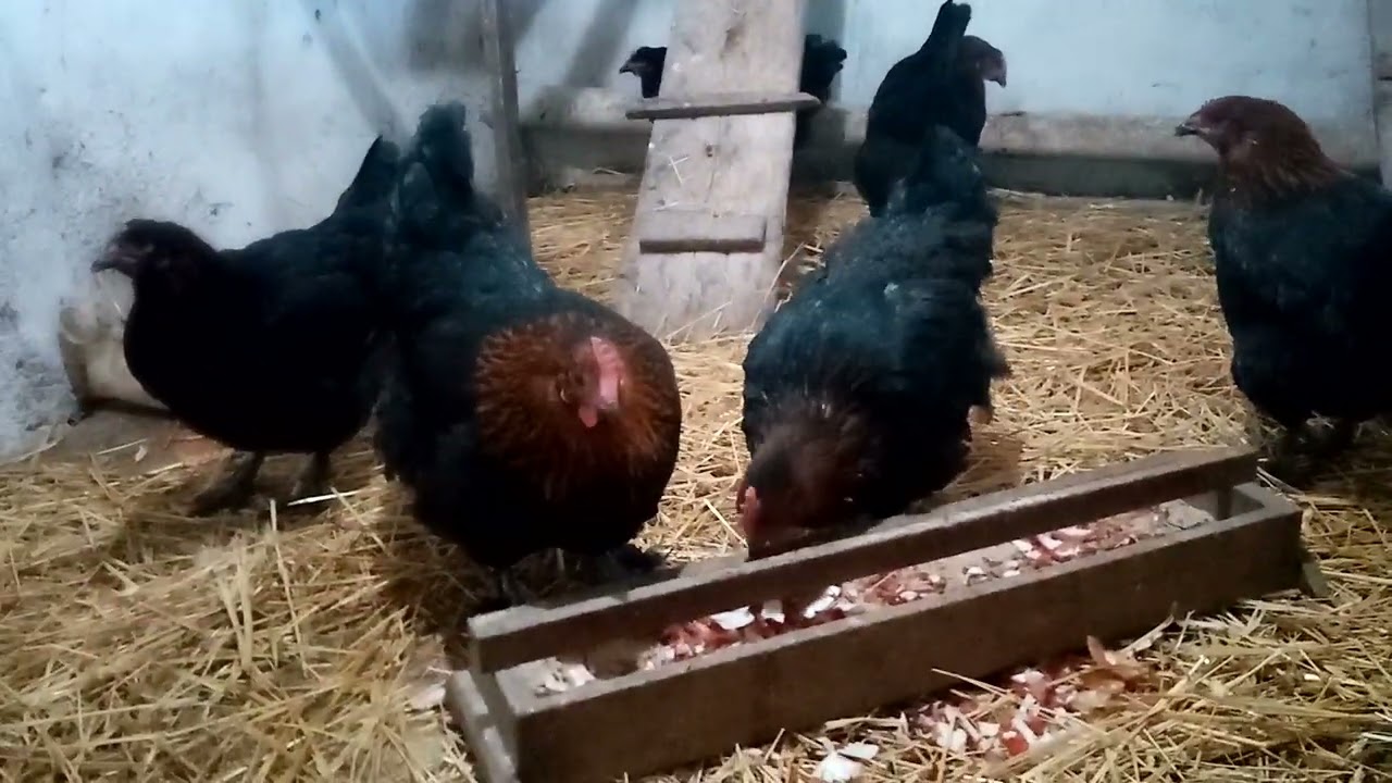 Курочки породы Маран черно медный!!!