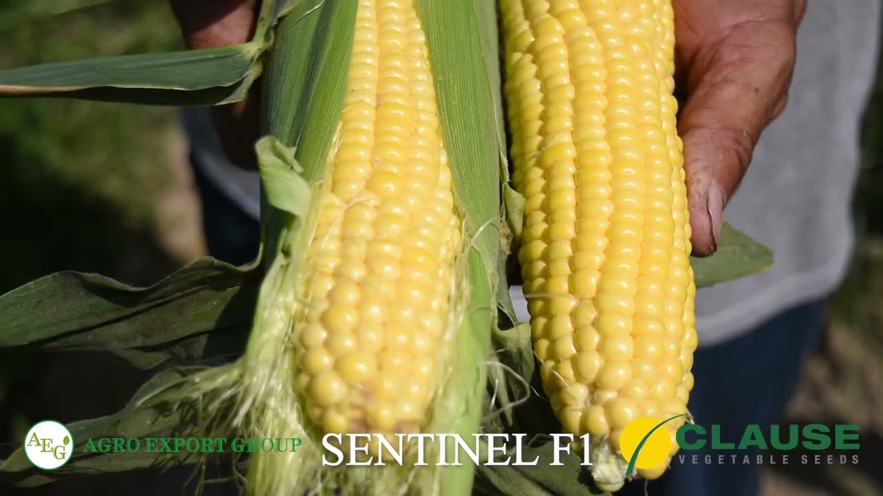 Сифатли гибрид - яхши даромад. Sentinel F1 / AGRO EXPORT GROUP