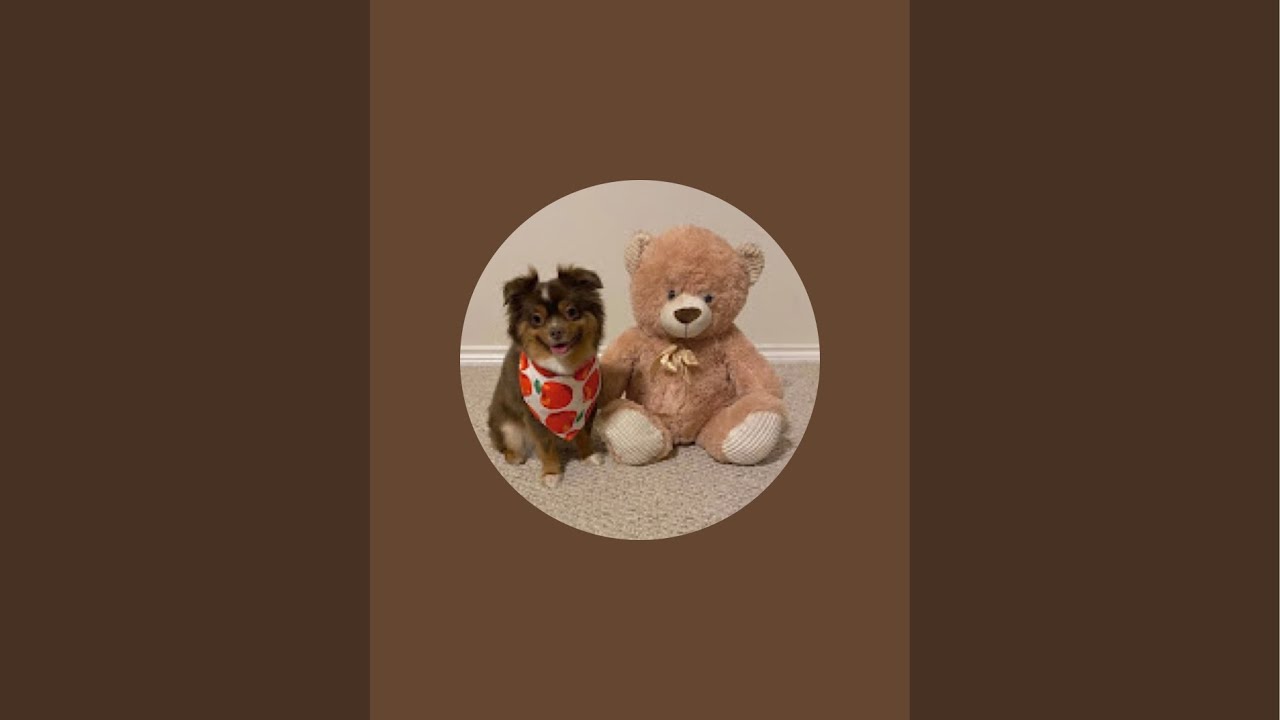 Stormie the Toy Aussie is live!