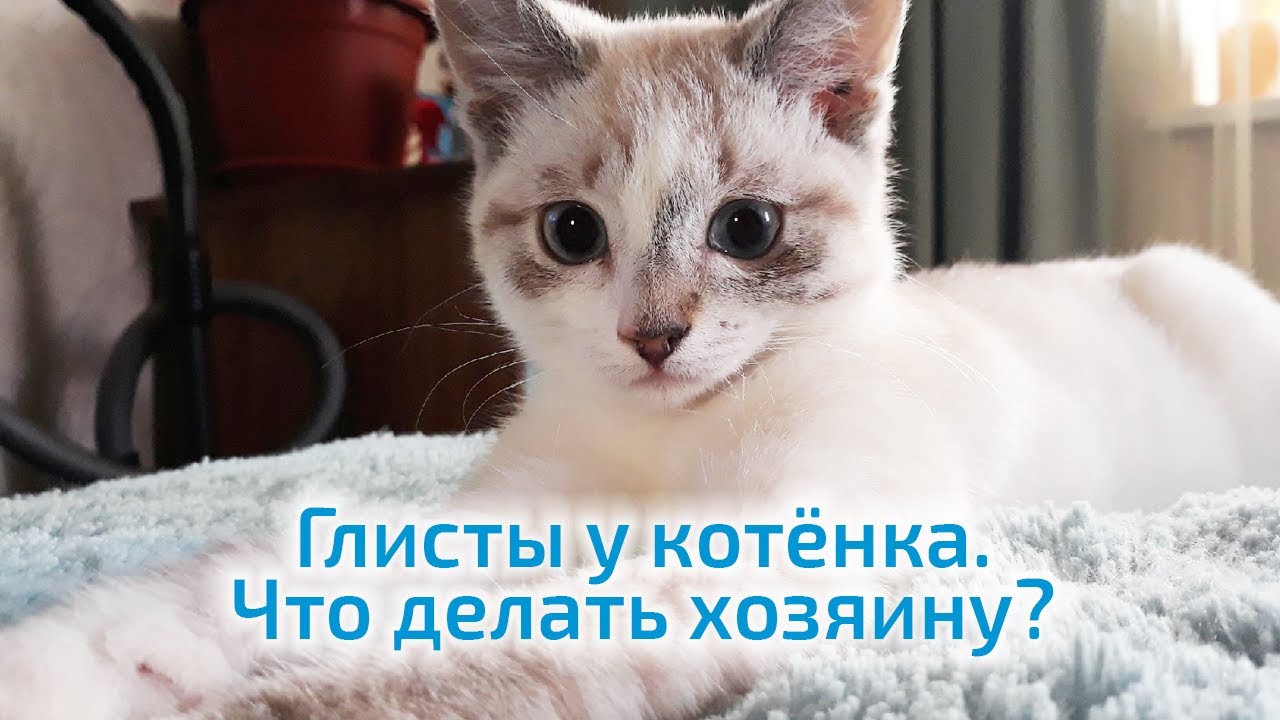 Глисты у котёнка  Что делать хозяину?