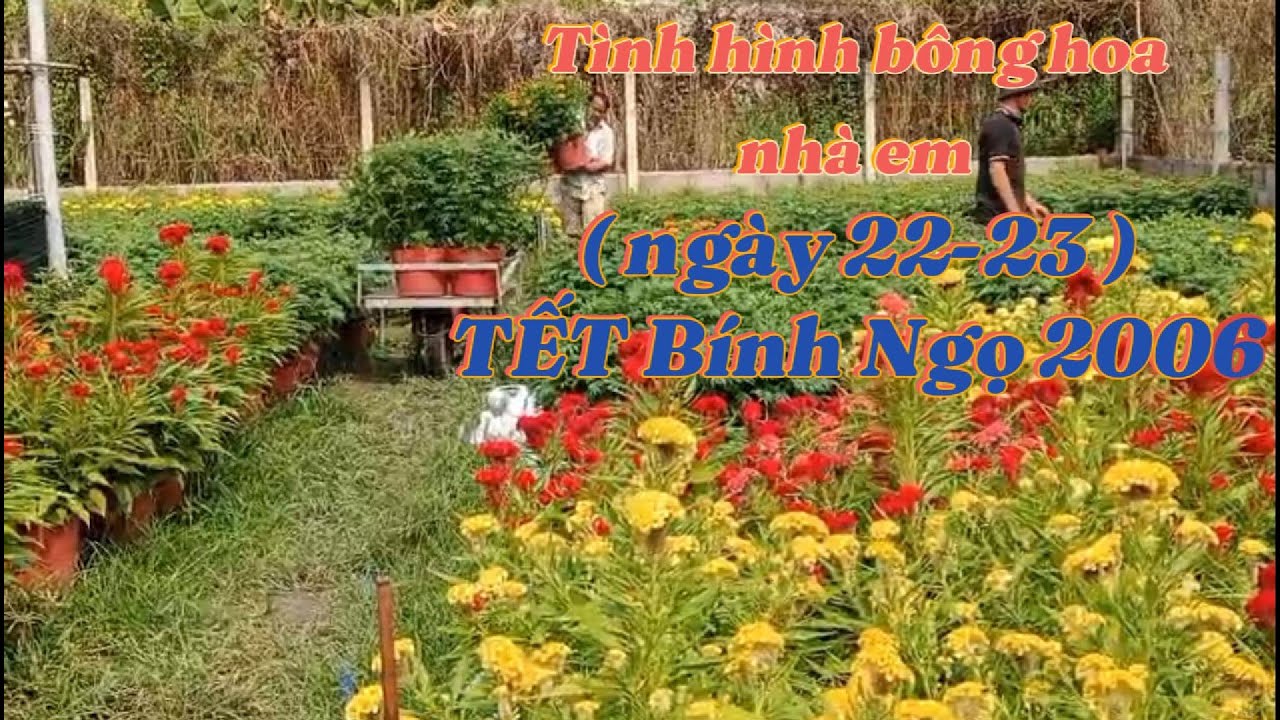 TÌNH HÌNH HOA TẾT NHÀ EM 22-23 ÂM LỊCH