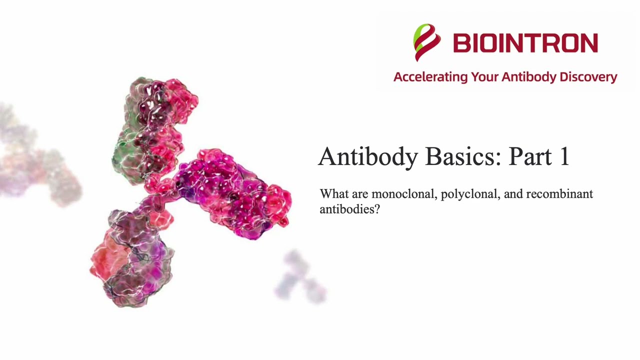 Antibody Basics: Part 1 - What are monoclonal, polyclonal, and recombinant antibodies?