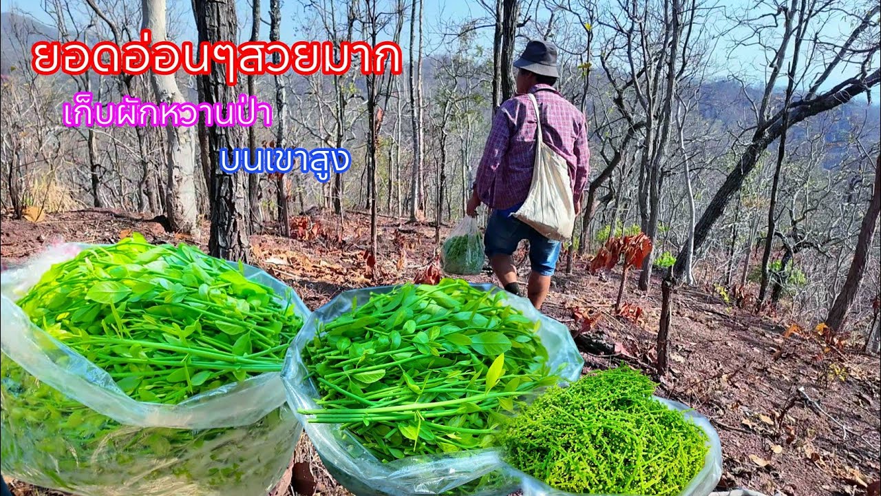 ขึ้นเขาสูงไม่เคยผิดหวัง..ผักหวานป่ากำลังออกเยอะยอดสวยมากๆในฤดูแล้ง