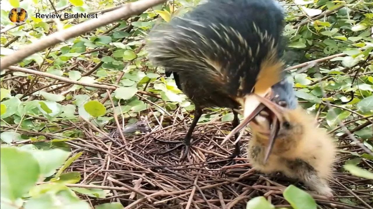 Black bittern Birds  Little birds in a beautiful nest (EP47) Beautiful Black bittern Birds